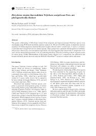 Image result for Trifolium semipilosum