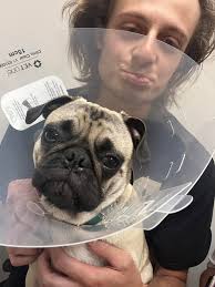 Juney has been rushed to vets, having a fit. Best girl ever❤️❤️❤️