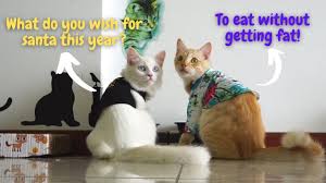 Merayakan hari kelahiran tuhan yesus kalau ucapan selamat hari natal yang satu ini, sih, bisa kamu kirimkan untuk pacarmu. Kucing Lucu Kucing Comel Beri Ucapan Natal 2020 Youtube