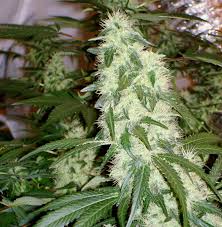 The first hairs will turn red/brown in about two weeks. 15 Ways To Increase Cannabis Yields Indoors Grow Weed Easy