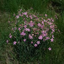 Image result for Chironia flexuosa