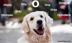 Uansett farge, størrelse eller type hund. Hundenavn Til Tispe Stor Alfabetisk Liste Over Hundenavn 2021