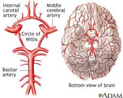 Pin On Anatomy Physiology