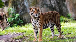After Day Long Operation Royal Bengal Tiger Driven Out Of Assam Village By Forest Officials North East India News The Indian Express