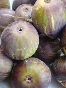 Resultado de imagem para patlican incir