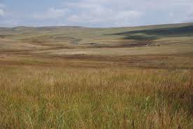 Image result for Eriosema tisserantii