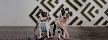 We spent years of research before we bought our first frenchie. Local Dog Walking Services Tucson The Fairy Dog Parents
