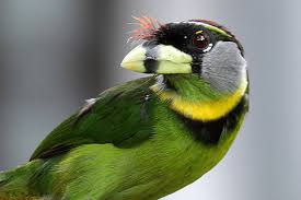 Jika di kombinasi atau di campur dengan warna netral, maka. Jenis Burung Takur Dan Karakteristiknya Terlengkap Burung Cantik Burung Hijau