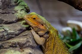 How much does a bearded dragon weigh? Do Bearded Dragons Change Color As They Grow My Animal Trivia