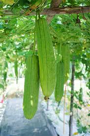 Image result for Luffa