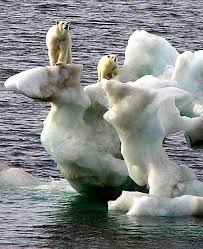 Bear Polar Greenhouse Effect And Global Warming Reversing Global Warming Effects Earth End New Beginning Endangered Animals Animals Animals Of The World