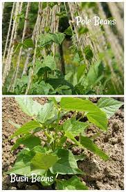They are more practical for beginning gardeners who are just getting into the groove, or those who simply don't want to incorporate trellising into their garden design. Growing Green Beans Bush Beans Vs Pole Beans