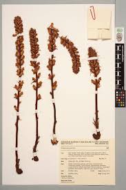 Image result for Orobanche minor