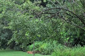 Image result for Searsia pyroides