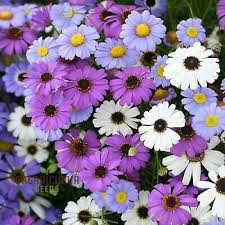 Image result for Brachycome