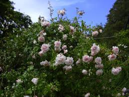 Maybe you would like to learn more about one of these? The Famous New Dawn Rose Was A Very Lucky Accident