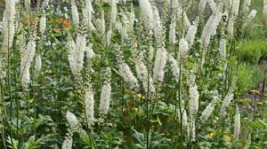 Image result for Canthium bugoyense