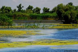 We did not find results for: Peisaj Delta Dunarii Pishky S Blog