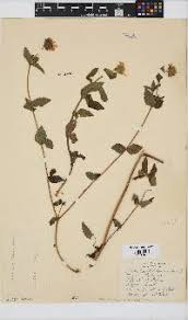 Image result for Aspilia natalensis