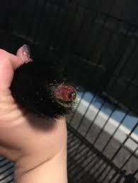 You get clear portion recommendations and our. Happy Tail Syndrome Solution