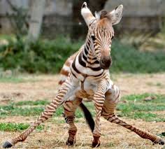 Steady On Three Day Old Baby Zebra Melako Takes His First Wobbly Steps Leg Day Memes Gym Humor Workout Humor