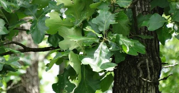 Post Oak Tree