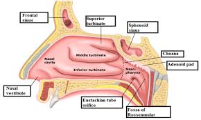 The two nasal cavities sit within the external nose and the adjacent skull. Parts Of Nasal Cavity Download Scientific Diagram
