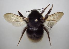 Image result for Bombus ruderatus