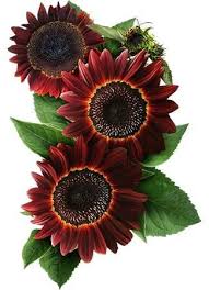 Amazing red/black striking flowers moulin rouge. Moulin Rouge Sunflower Seeds Helianthus Annuus Red Sunflowers Sunflowers And Daisies Sunflower Bouquets