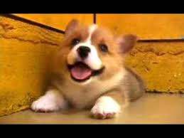 Puppies bark for a variety of reasons; Puppies Barking A Cute Dogs Barking Videos Compilation Cute Youtube