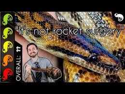 Brazilian Rainbow Boa Care Guide - Brb Caresheet - Reptile Cymru