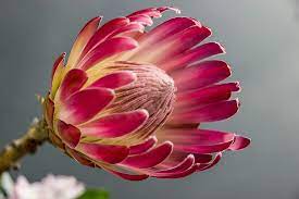 Hd Wallpapers Backgrounds Protea Flower Protea Plants
