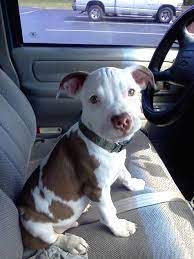 Pin On Pit Bull Pics