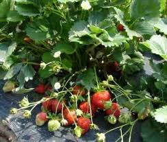 Skim foam, if necessary, from top of jam. How To Make Strawberry Jelly Easily With Step By Step Photos Recipe Ingredients And Costs