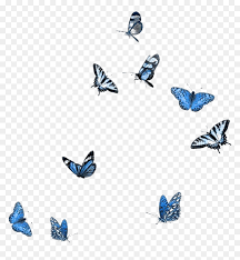 We offer you for free download top of butterfly png gif pictures. Blue White Black Butterflies Butterfly Polyvore Moodboard Transparent Background Butterfly Gif Png Png Download Vhv
