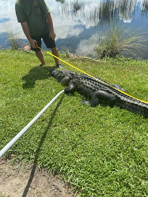 Florida alligator attack: A woman was attacked by a 10-foot alligator while trimming trees | CNN
