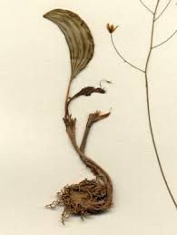 Image result for Eriospermaceae