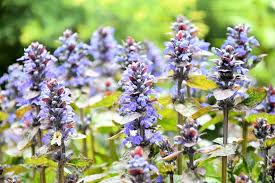 Bisher waren meine versuche kaiserkronen im garten heimisch werden zu lassen nicht von erfolg gekrönt. Im Garten Steht Ein Blumelein