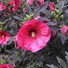 Deadheading will improve the appearance of the plant, but is not necessary for continued bloom. Summerific Evening Rose Hibiscus Garden Crossings