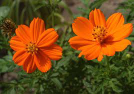 Orange Cosmos Sunlight Starting Plants From Seeds Flowers Plants