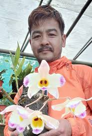 Good morning with pink-tip dendrobium orchids