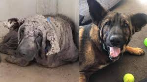 Fotos: un perro lucía como una piedra y, ahora, está recuperado