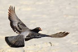 Low-flying pigeon