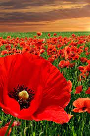 Poppy Field Beautiful Flowers Red Flowers Flower Field