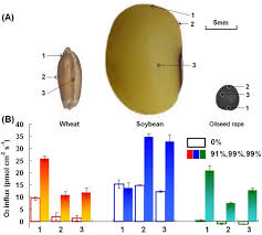 National tested seeds 750 lorraine drive bluffhill harare. A Real Time Non Invasive Micro Optrode Technique For Detecting Seed Viability By Using Oxygen Influx Scientific Reports