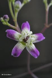 Image result for Schlechterella africana