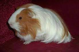 pin on images coloriage de la maison canard