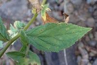 Image result for Eschenbachia