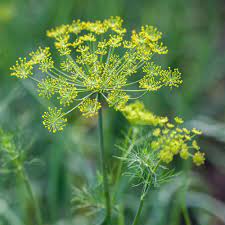 While most immediately turn their thought to the pickle, dill itself is a hardy annual that can be grown easily in home gardens. Dill Seeds Dill Weed Herb Seed