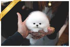 Available Now Teacup Puppies Cute Teacup Puppies Pugs Funny
